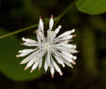 Mountain meadow-rue